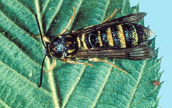 Black and yellow striped insect with wings 