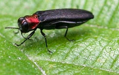 Black insect with red neck 