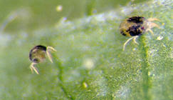 very small black and light yellow round bugs