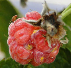 Very small red-orange insect on a red raspberry