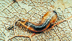 Black and golden-brown slug-like insect 