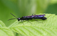 long black insect with wings