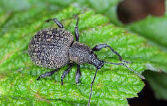 Insect with round black, bumpy body and long black snout 