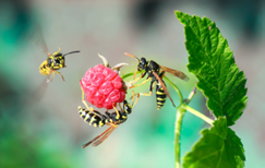 Three yellow and black striped insects around a red raspberry 