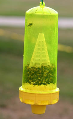 Yellow plastic cylindrical container partially full of wasps  