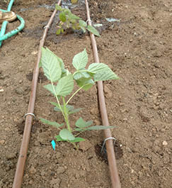 Small raspberry plant in soil with drip irrigation lines on each side 