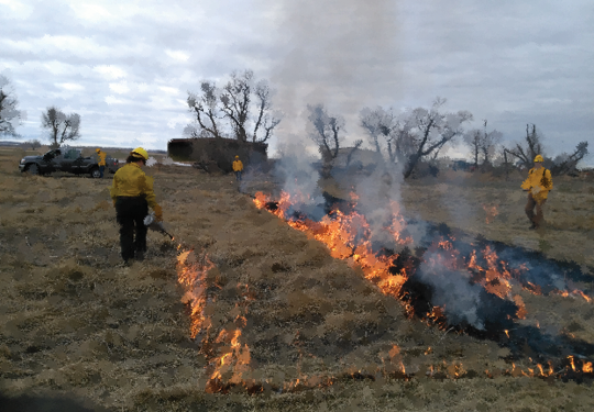 Lighting a prescribed burn in a dry grass area 