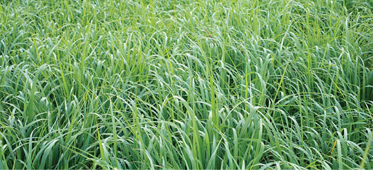 Close up of switchgrass growing in a field 