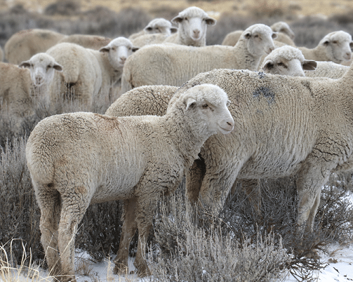 Sheep standing close together in field with sagebrush and snow 