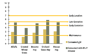 Graph showing amounts of phosphorus consumed for alfalfa, crested wheat grass, broome hay, orchard grass hay, and fescue hay 