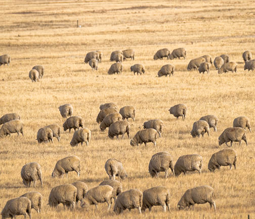 Sheep grazing in golden grass field 