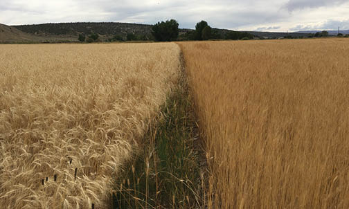 Emmer (L) and einkorn (R) test plots, Hot Springs County, Wyoming.