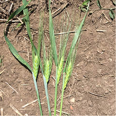 Durum (L) and emmer (R)