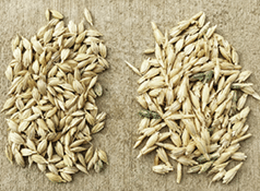 Growing einkorn, spelt and emmer in Wyoming