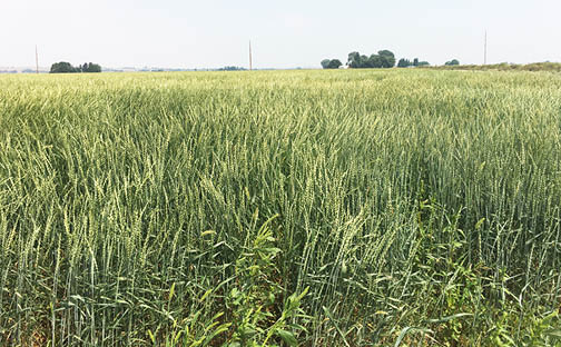 Test plot of spelt at the Powell Research and Extension Station, Powell, Wyoming.