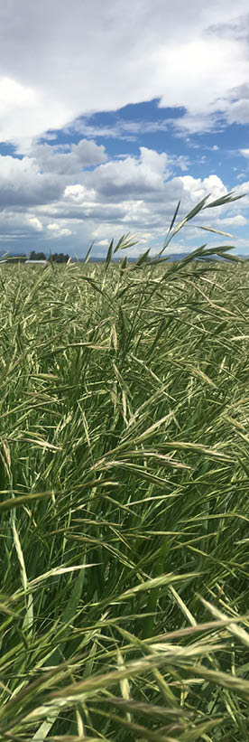Field of bromegrass 