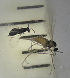 parasitoid wasp (top) and brome seed midge (bottom)