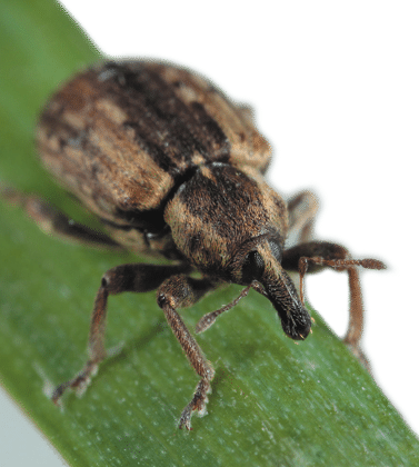 adult alfalfa weevil with long snout, brown, on a green plant