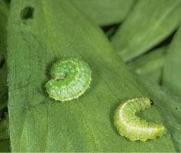 two green alfalfa weevil larva