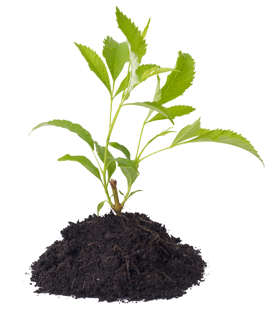 image of a plant in rich soil