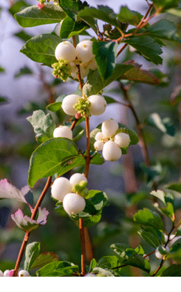 White berry clusters on long thin branch 
