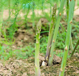Green asparagus shoots poking up through the soil 