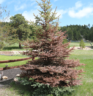 Spruce tree with brown middle branches 