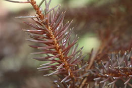 Close up of damaged spruce needles 