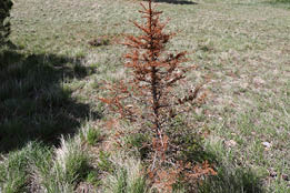 Small brown spruce tree with grasses around it 