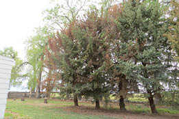 Row of spruce trees with some turning brown 