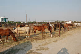 Horses in a corral