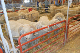 Sheep in a corral