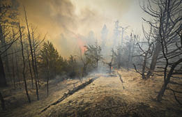 Burned trees with fire and smoke in the background 