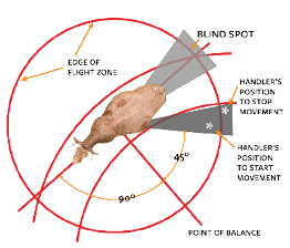 Handling diagram include flight zones and blind spots 