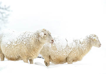Sheep in snow on family farm, Webster County, West Virginia, USA   Sheep breed is Katahdin and Barbados Blackbelly mix 