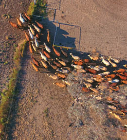 Aerial view of Outback Cattle mustering featuring herd of livestock cows and bulls in drought and dusty area  Ready for auction and cattle yards  Complete with sheep dogs and cowboy farmers 