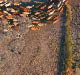 Aerial view of Outback Cattle mustering featuring herd of livestock cows and bulls in drought and dusty area  Ready for auction and cattle yards  Complete with sheep dogs and cowboy farmers 
