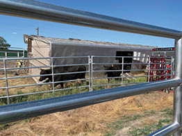 Firefighters helping move cattle from tipped over truck to temporary corrals 