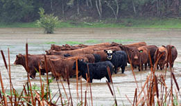 KAWAKAWA , NZL - JUNE10 2014:Herds of cows trapped in a flooded field in Northland, New Zealand Floods are the most frequent and costly natural disasters in New Zealand 
