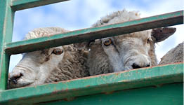 sheep on a truck