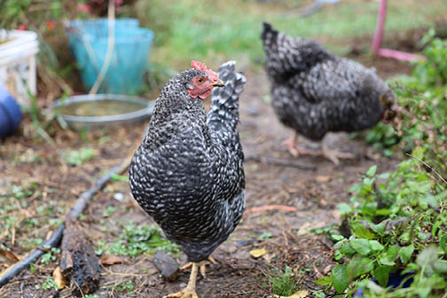 Black and white speckled chickens in a backyard.