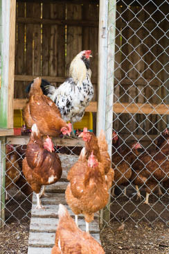 Chickens in a coop. Chickens walking around.