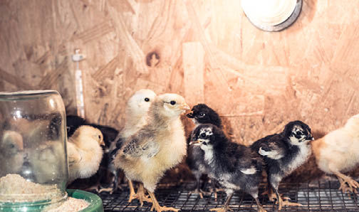 Little chickens in a brooder on the farm.