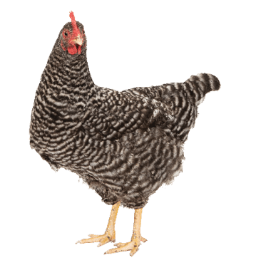 chicken on white background