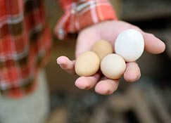 Hand holding 4 eggs of different sizes and in shades of white, cream and brown.