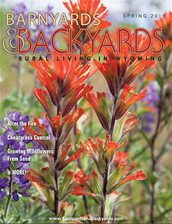 Barnyards & Backyards Cover