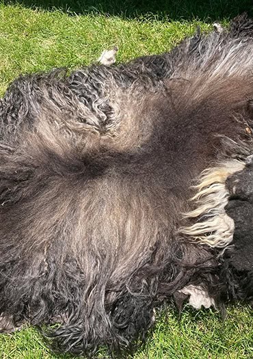 A large, dark wool hide with long, curly fibers in shades of black, gray, and cream lies spread out on a patch of green grass. The sun highlights the natural color variations and textures of the fleece, showcasing its unprocessed, organic state.