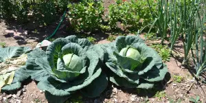Albany county fair vegetables
