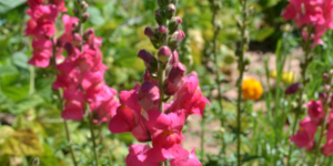 Pink snapdragons in a green garden.