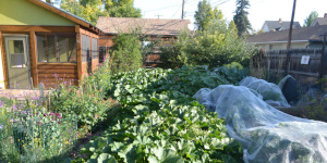 Vegetable garden next to building